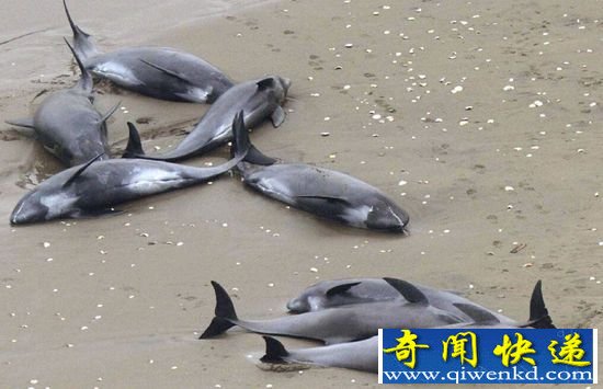 上百只海豚被冲上日本海岸 身体负伤生命垂危