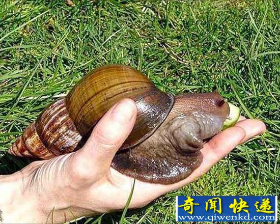 自然界十大毁灭性入侵物种