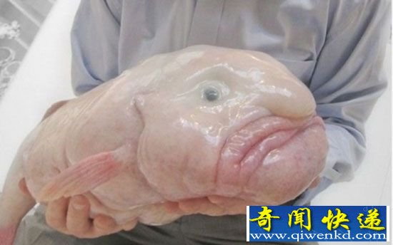 罕见至极!全球百年难见最滑腻动物【组图】
