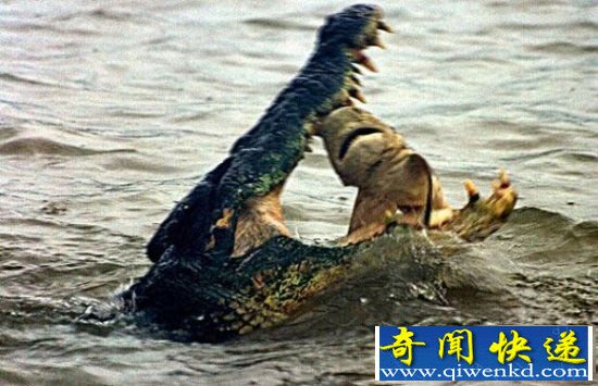 盘点自然界十大恐怖动物奇闻