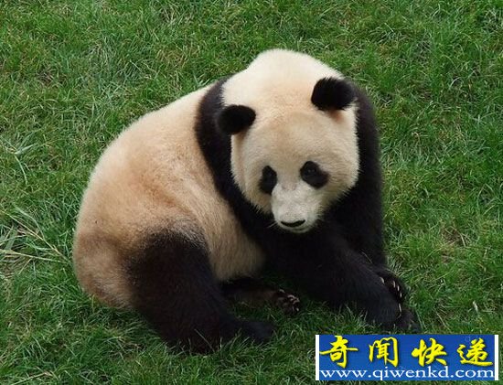 动物世界十大特立独行动物