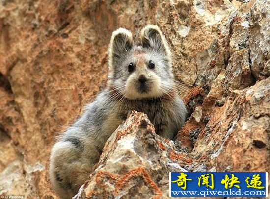 比大熊猫还珍稀的伊犁鼠兔现身中国 盘点全球濒危动物