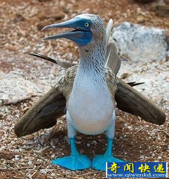 动漫中走出的神奇动物:蓝脚鲣鸟萌态百出