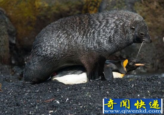 十大暴力动物性行为