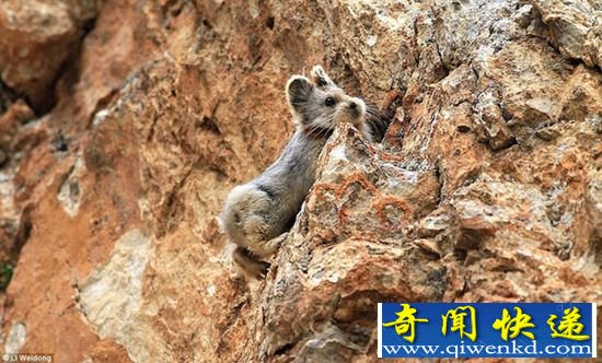 比大熊猫还珍稀的伊犁鼠兔现身中国 盘点全球濒危动物