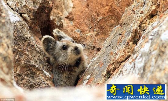 比大熊猫还珍稀的伊犁鼠兔现身中国 盘点全球濒危动物