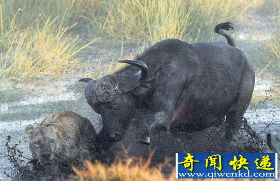 动物世界十大恶魔杀手:第一名居然是它!