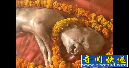 印母牛产人面牛犊 被奉为神明建庙供奉受千人朝拜