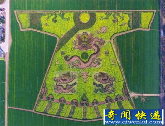 南京农田现巨大龙袍 瑰丽无比惊艳网民