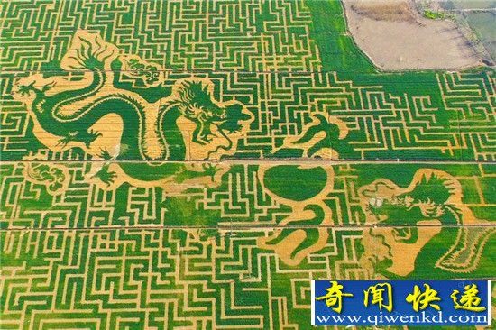 南京农田现巨大龙袍 瑰丽无比惊艳网民