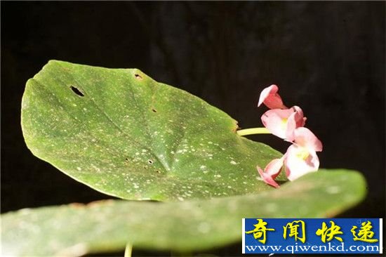 中国天坑:400米天坑被探索 惊现神秘动植物