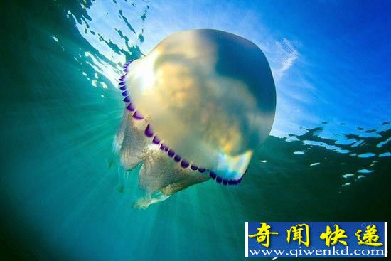 海洋生物中的舞者:水母的梦幻舞姿