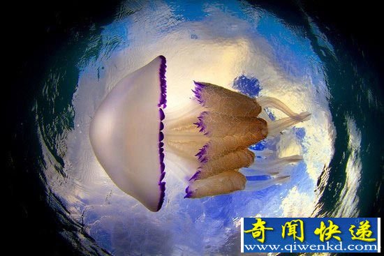 海洋生物中的舞者:水母的梦幻舞姿