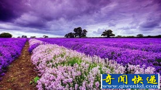 世上最美的7大花海 普罗旺斯薰衣草园最漂亮