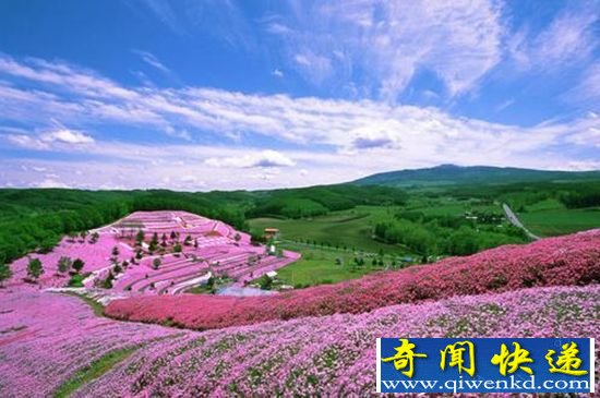 世上最美的7大花海 普罗旺斯薰衣草园最漂亮