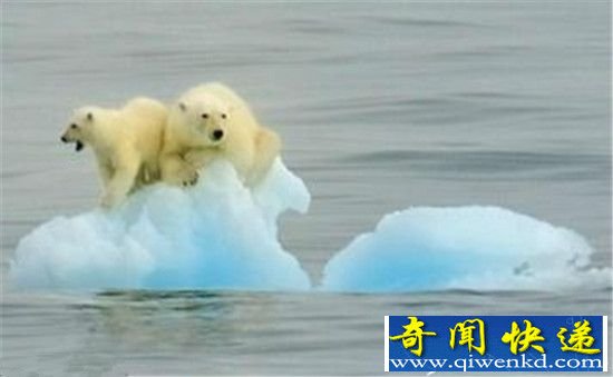 北极熊濒临灭绝多数饿死 全球变暖威胁上万物种