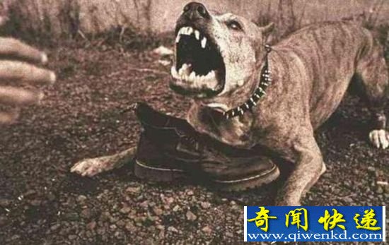 宠物狗突然暴躁撕咬主人 一半头皮被撕下从头到脚都是血!