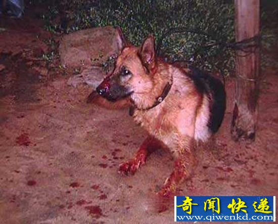 宠物狗突然暴躁撕咬主人 一半头皮被撕下从头到脚都是血!