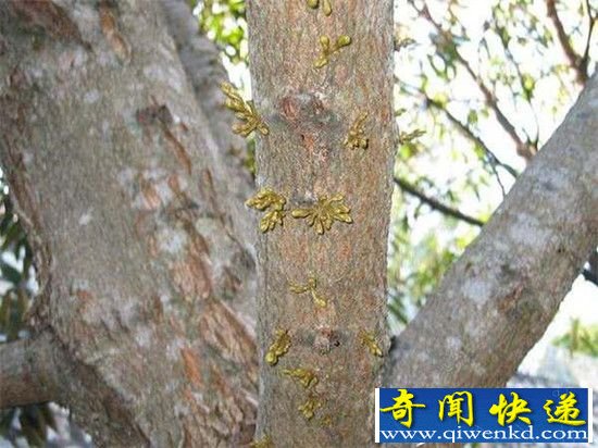 “水果之王”榴莲,居然是这样生长的