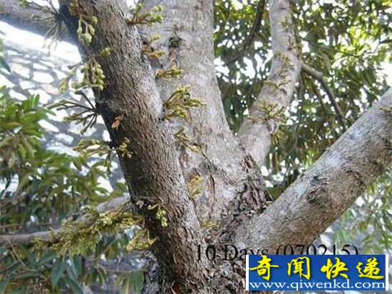 “水果之王”榴莲,居然是这样生长的