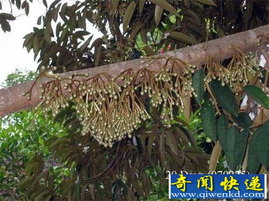 “水果之王”榴莲,居然是这样生长的