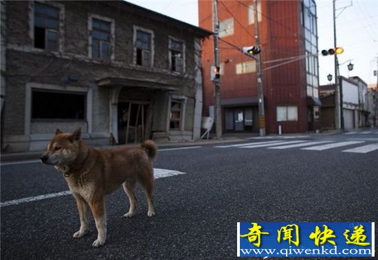 日本将成无人区:人口减少鬼城变多 城市杂草丛生