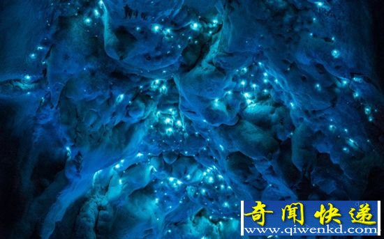 新西兰美丽溶洞 萤火虫织就绚丽星空
