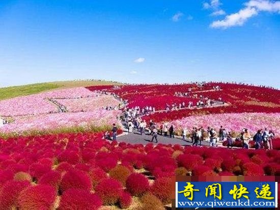 日本日立海滨公园 迷人花卉天堂 像苹果味棉花糖