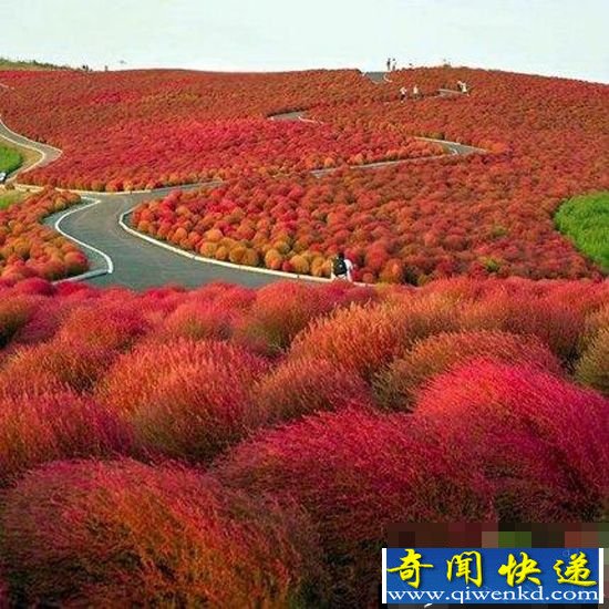 日本日立海滨公园 迷人花卉天堂 像苹果味棉花糖