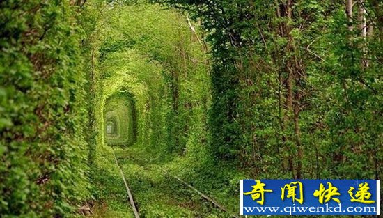 盘点:全球五大最美的林荫大道 摄人心魄之美