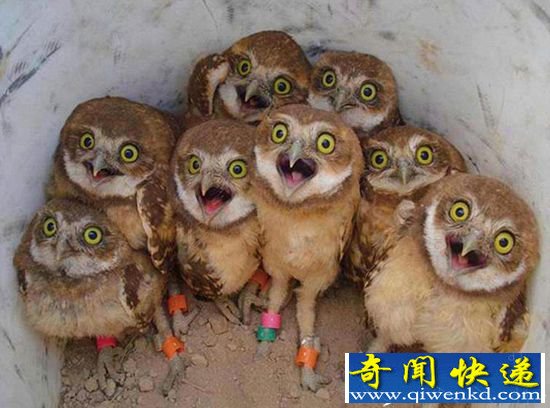 美国家地理公园发布2015年最佳照片:可爱猫头鹰卖萌