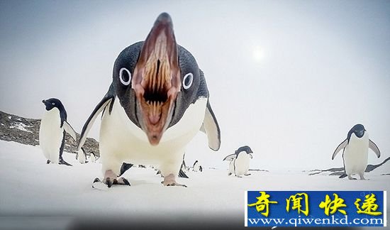 《国家地理》评选:可爱企鹅镜头前卖萌