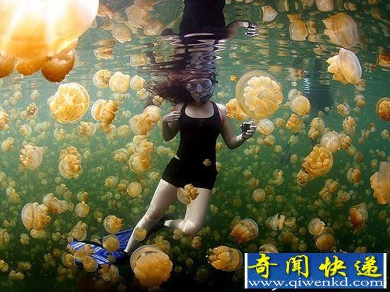 《国家地理》发布精选美图:好奇企鹅镜头前卖萌