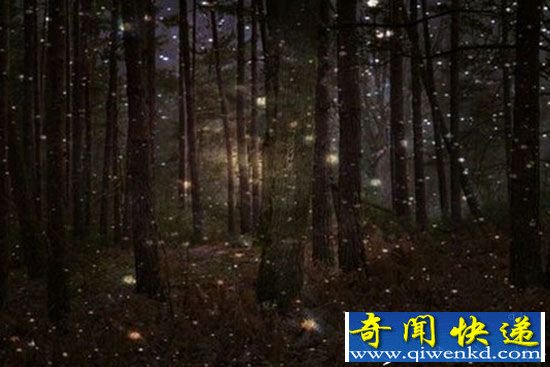 走进最美森林 探秘萤火虫奇异之旅