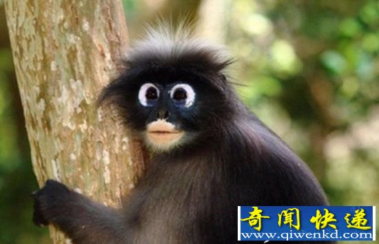 怪异!让人印象深刻 泰国眼镜叶猴巨眼卖萌