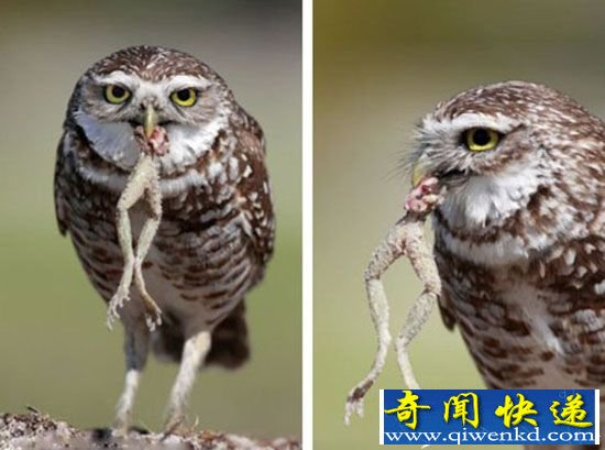 吃货!佛罗里达洲一猫头鹰叼青蛙腿 始终不肯放弃