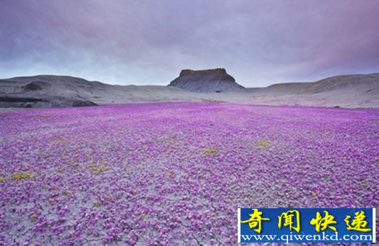 枯木逢春!干涸沙漠竟变身美丽花海