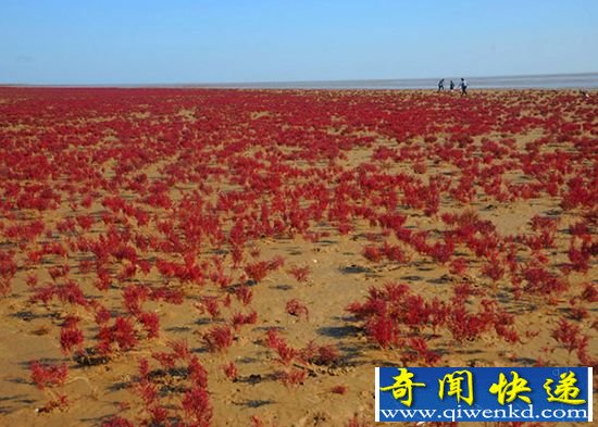 山东东营碱蓬草裹上红妆 现浪漫奇幻红地毯
