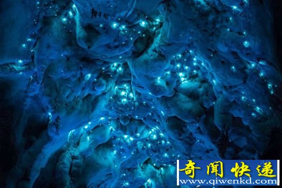 新西兰岩洞成千上万只萤火虫 美如夜空繁星