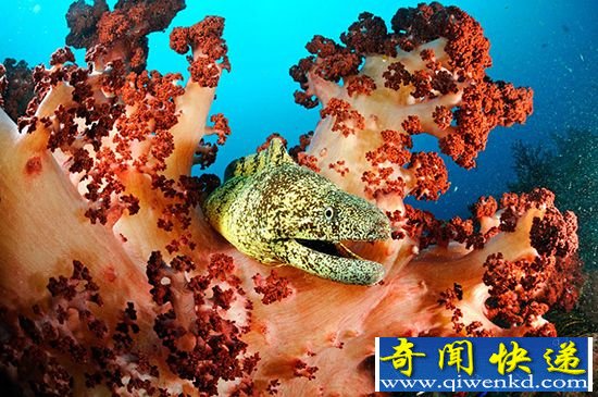 组图:地球上神秘而美丽的海洋奇妙景色