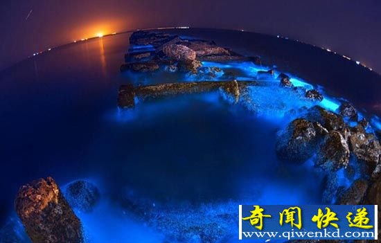 美美美!山东荧光海 如梦境般蓝色星海