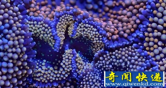 大西洋迷人海洋风光 珊瑚发出五光十色荧光