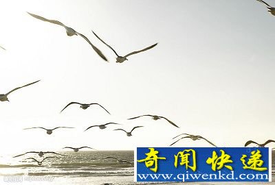 自然界中的超能力 10种动物才有的特异功能
