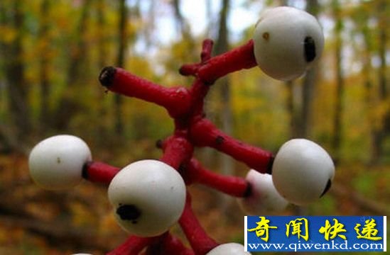 盘点酷似人体器官的恐怖植物:像眼球的剧毒浆果