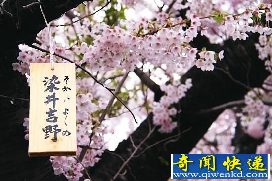 韩媒称最著名樱花染井吉野起源韩国 引日媒反驳