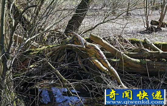人体彩绘艺术与大自然的融合:你能找出人体模特吗