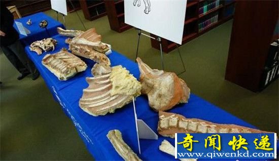 美国归还蒙古国六种恐龙化石 恐龙化石研究揭秘