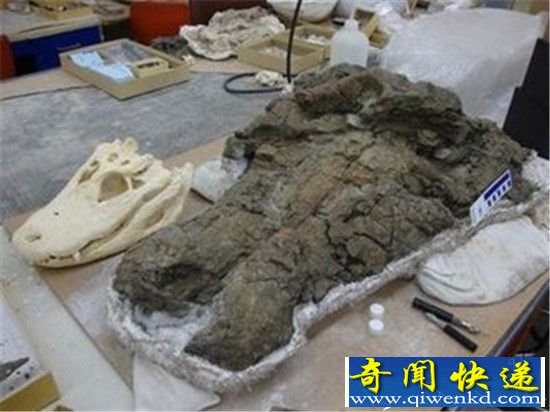 真实版史前巨鳄现身 400公斤"炎魔"以巨龟为食