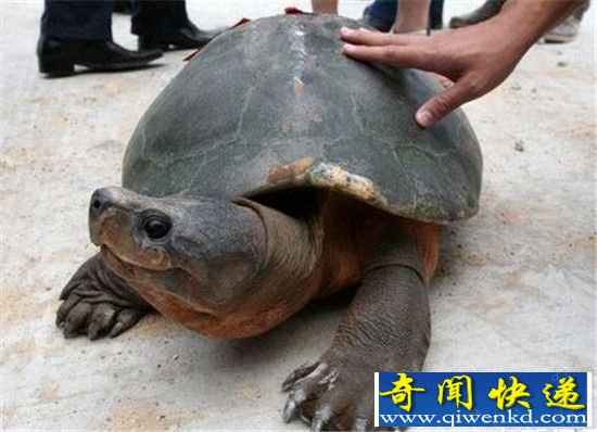北京两千年古墓挖出神龟 千年西汉古墓!