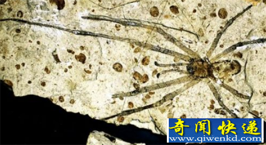 ɹžʷǰ֩뻯ʯ 1.65ǰ